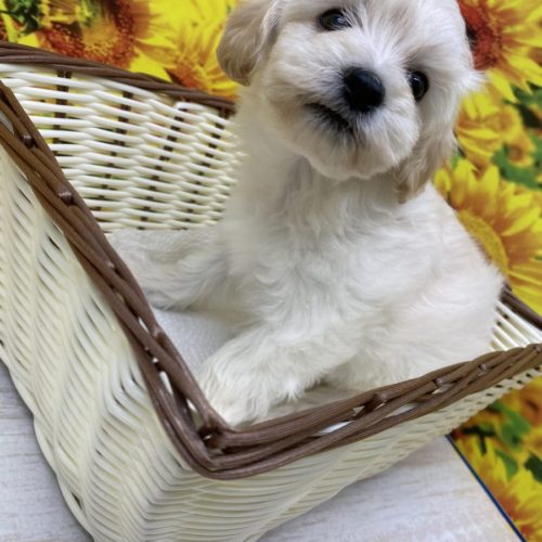 Mix トイプードル マルチーズ ニコペットぱーく