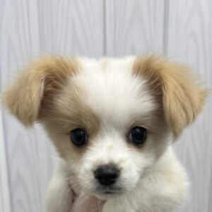 MIX(キャバリアキングチャールズスパニエル×日本スピッツ)