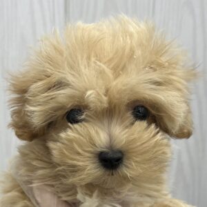 MIX(マルチーズ×トイプードル)