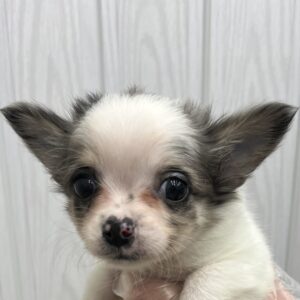 MIX(マルチーズ×チワワ)